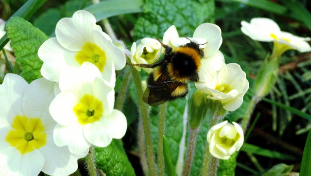 bumble-bee-on-primrose-s