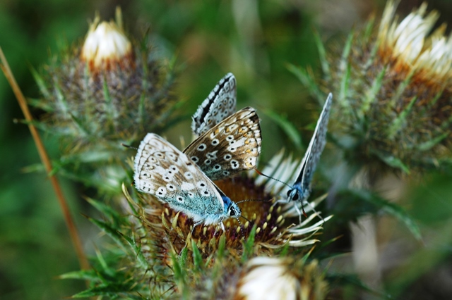 chalk-hill-blues-warham-camp-640