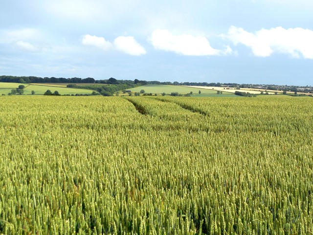 wheat-2-rollright-oxfordshire-640